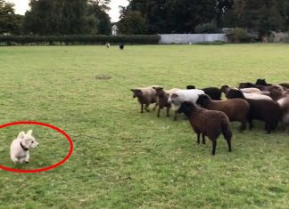 worlds-worst-sheepdog