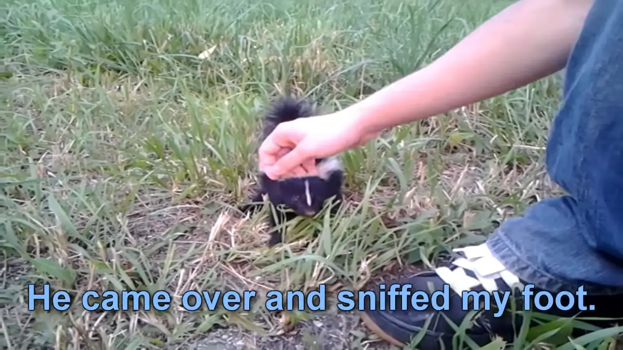 Baby Skunk Friend!! (ORIGINAL) 0-20 screenshot