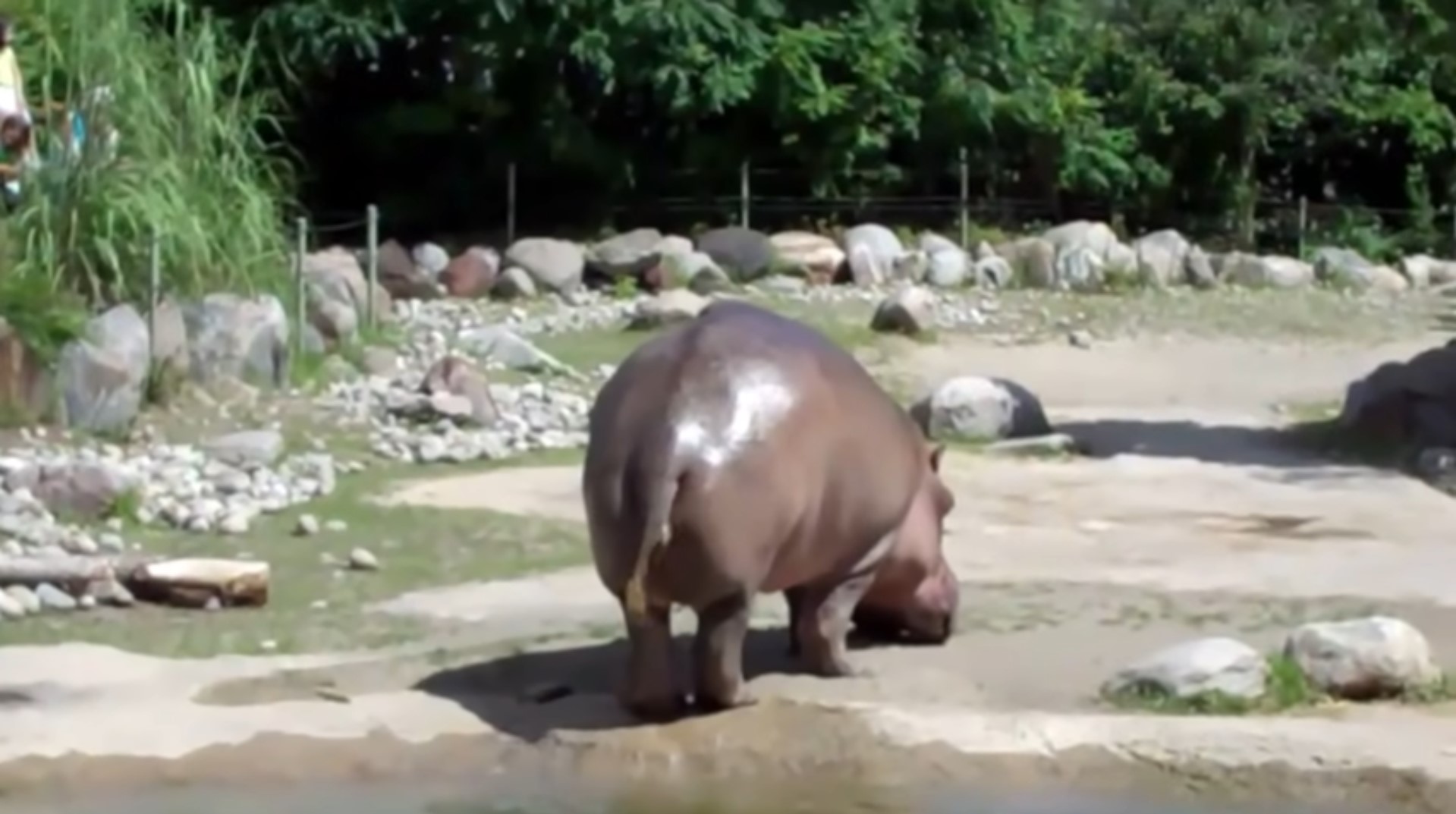 Hippopotamus-Farting