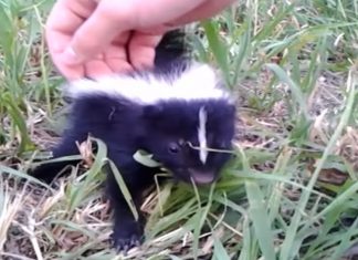 baby-skunk-friend