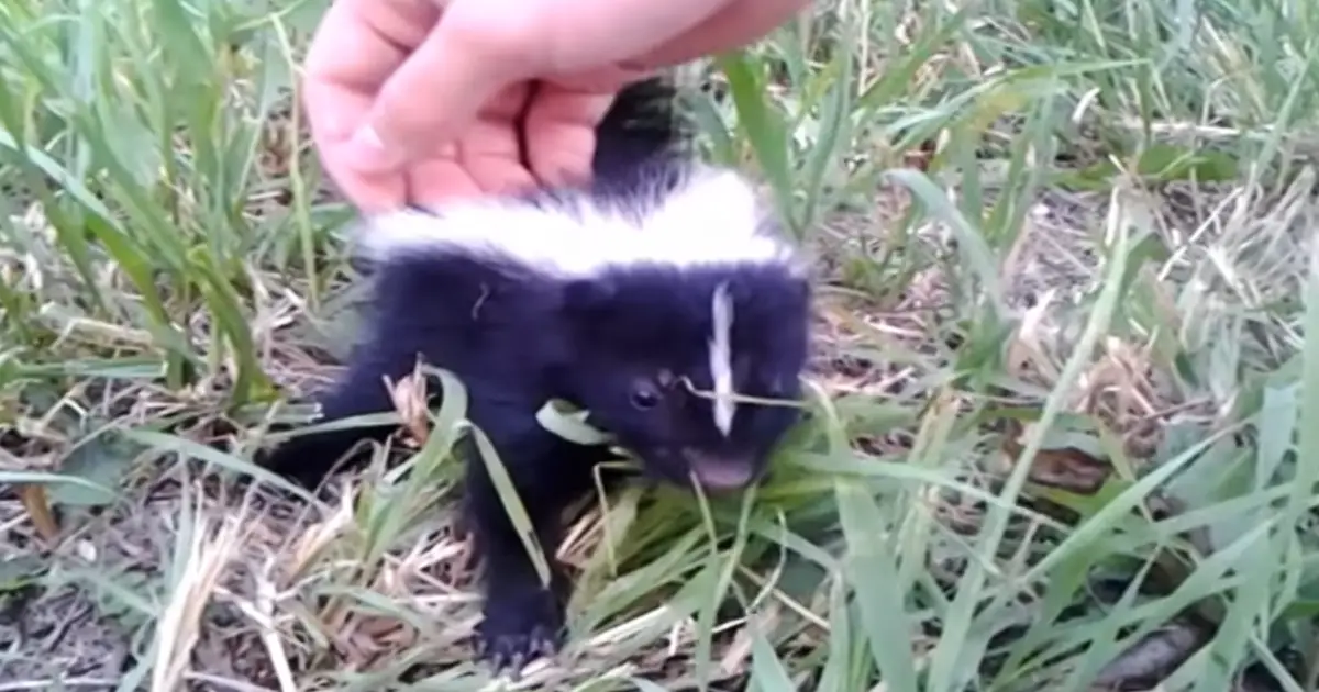 baby-skunk-friend