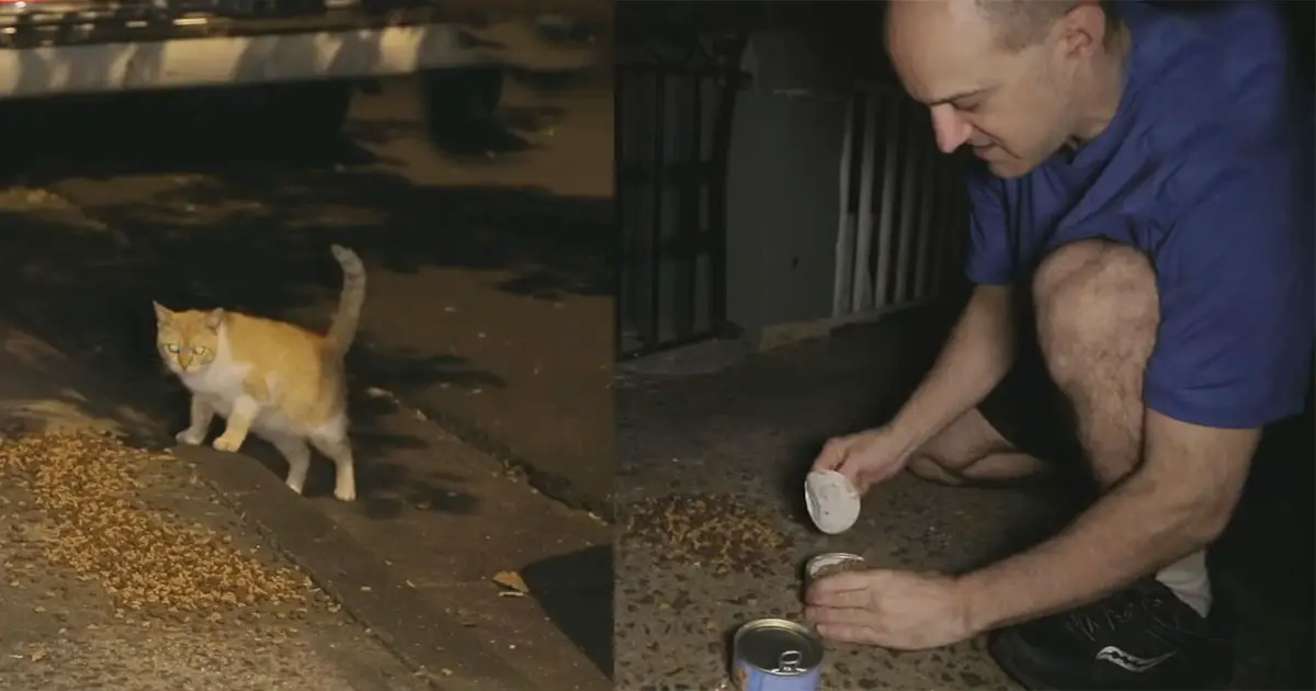 cat feeding at night