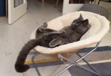 chilled-catch-watching-tv