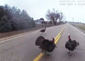 deputy-and-turkeys-fight-bodycam