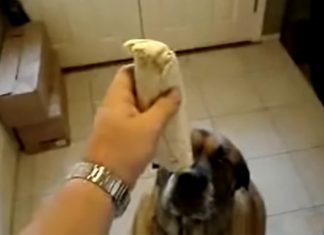 dog-eats-burrito