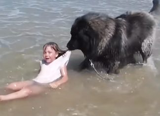 dog-rescues-girl