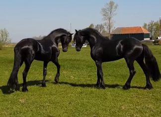 friesian-stallions-first-meet