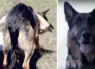 heroic-dog-rescues-woman