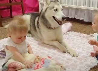 husky-with-twin-siblings