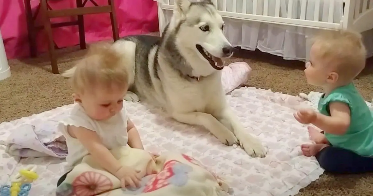 husky-with-twin-siblings