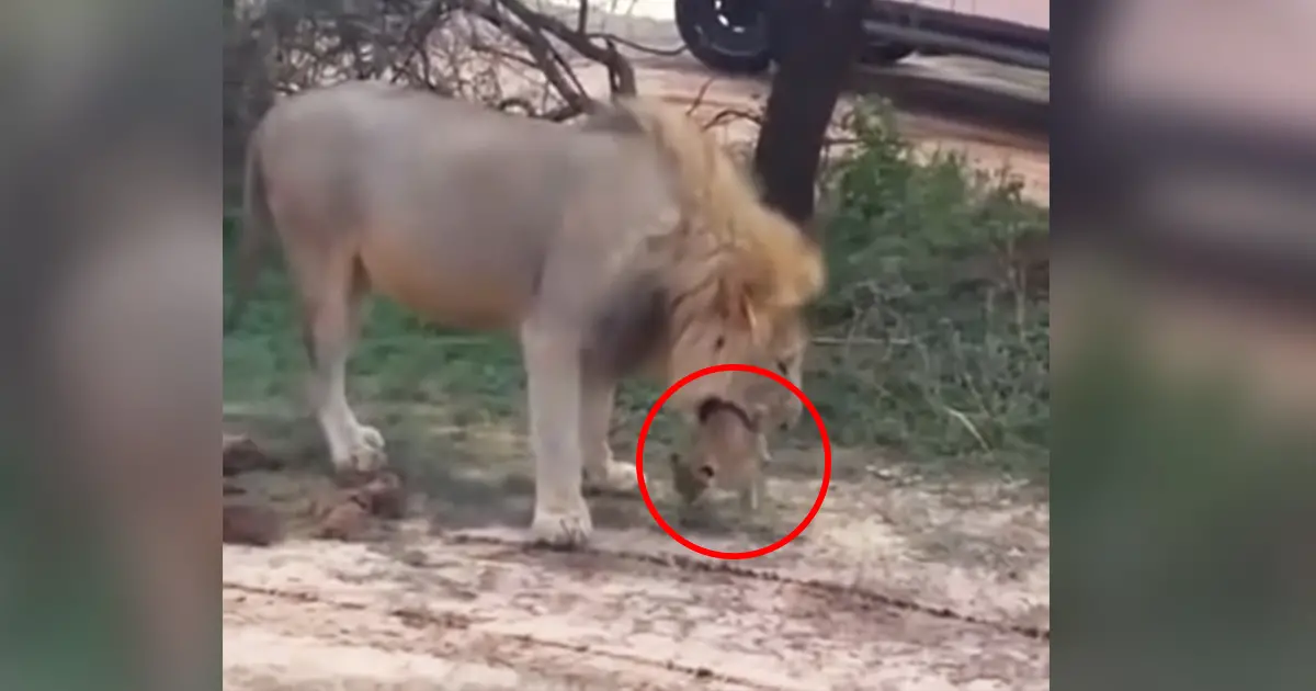 male-lion-taking-care-of-cub