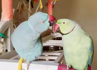 parrot-conversation