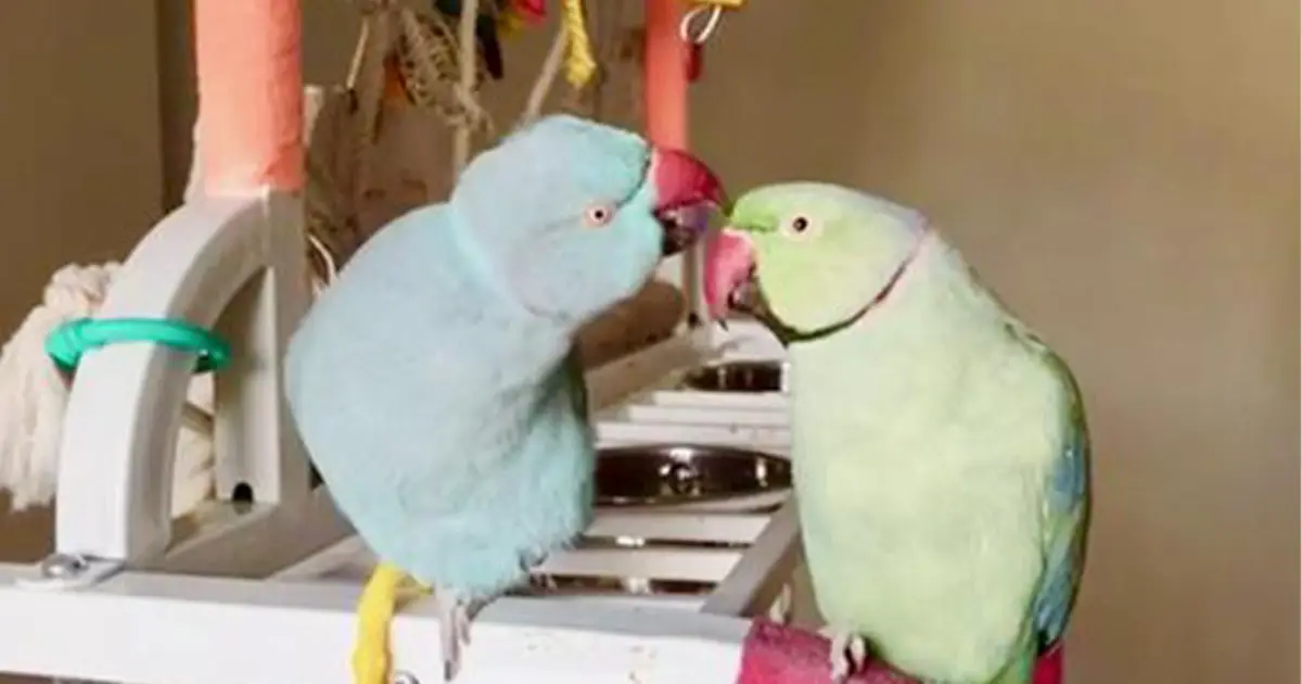 parrot-conversation