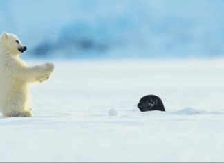 polar-bear-cub-and-seal