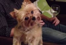 thanksgiving-puppy
