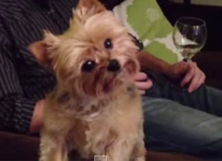 thanksgiving-puppy