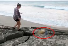 turtle-between-rock-rescued