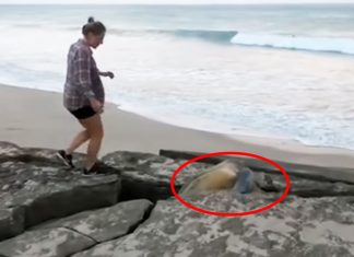 turtle-between-rock-rescued