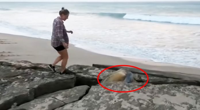 turtle-between-rock-rescued