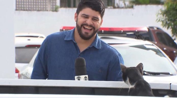 cat-inturrupts-news-segments