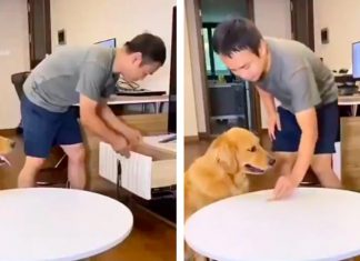 clever-golden-pulls-trick