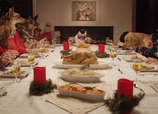 dogs-dinner-1
