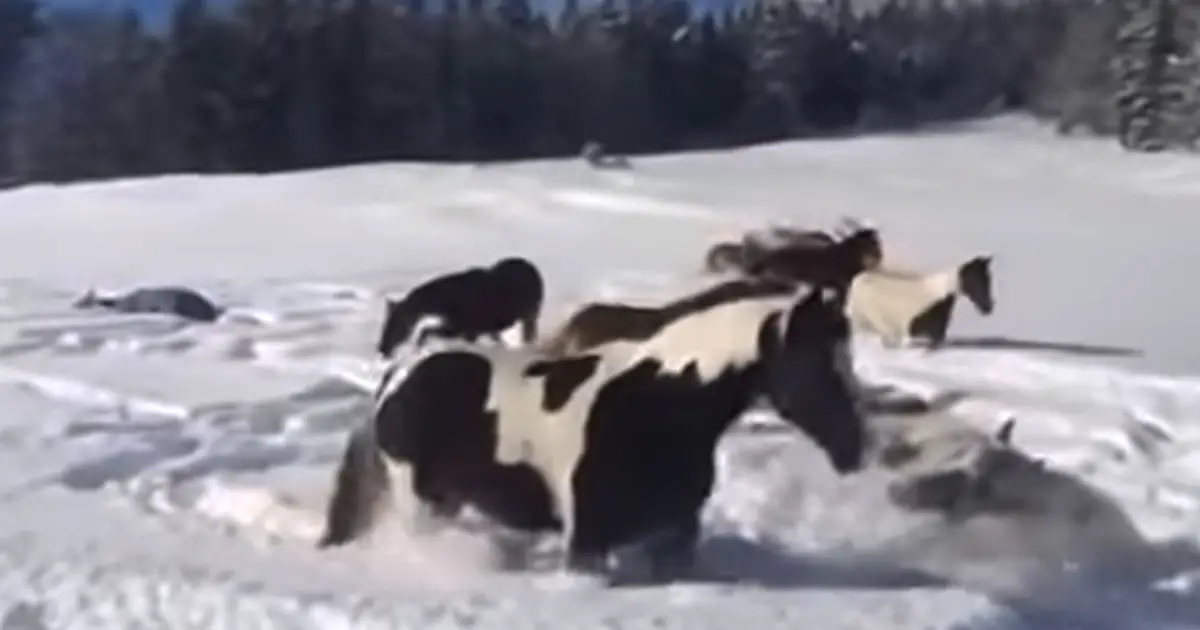 horses-play-in-snow