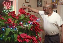 man-grows-miracle-poinsettia