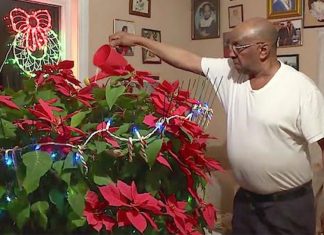man-grows-miracle-poinsettia