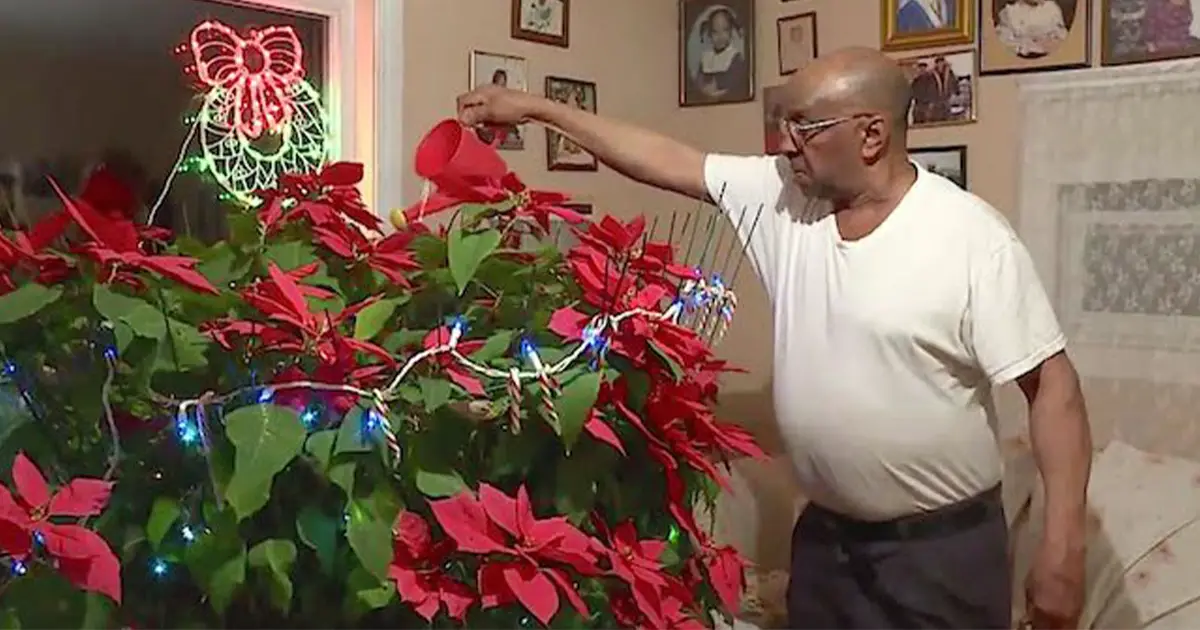 man-grows-miracle-poinsettia