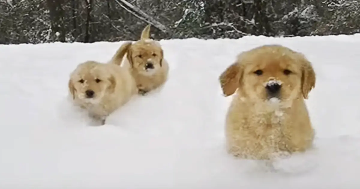 puppies-play-snow