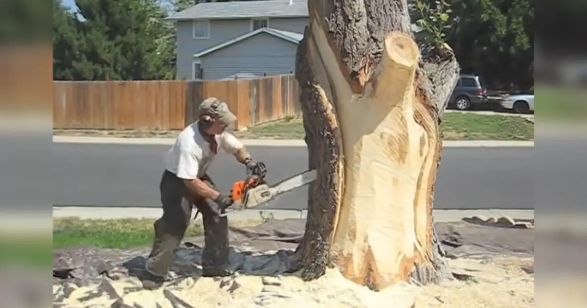 tree-stump-into-sculpture
