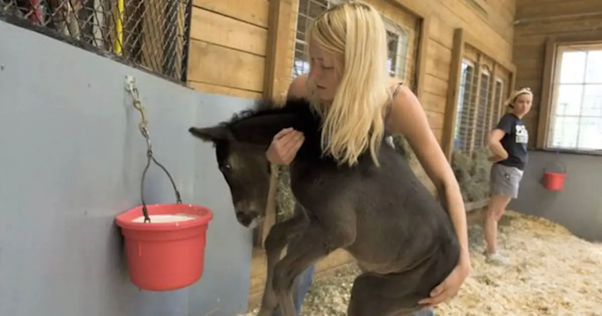woman-effort-rescue-foals