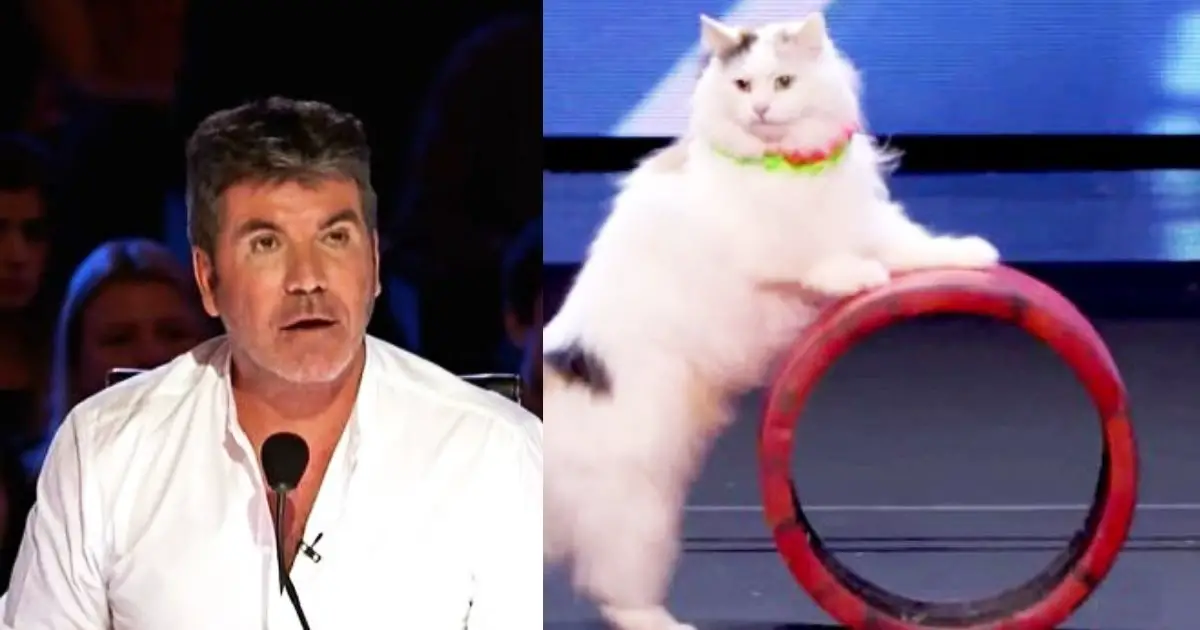 cats-talent-on-agt