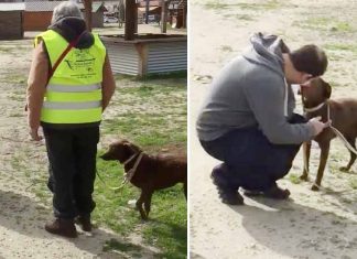 dog-reunion-with-owner