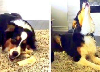dog sings fav song