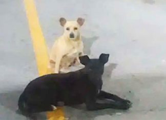 dogs-asking-for-help