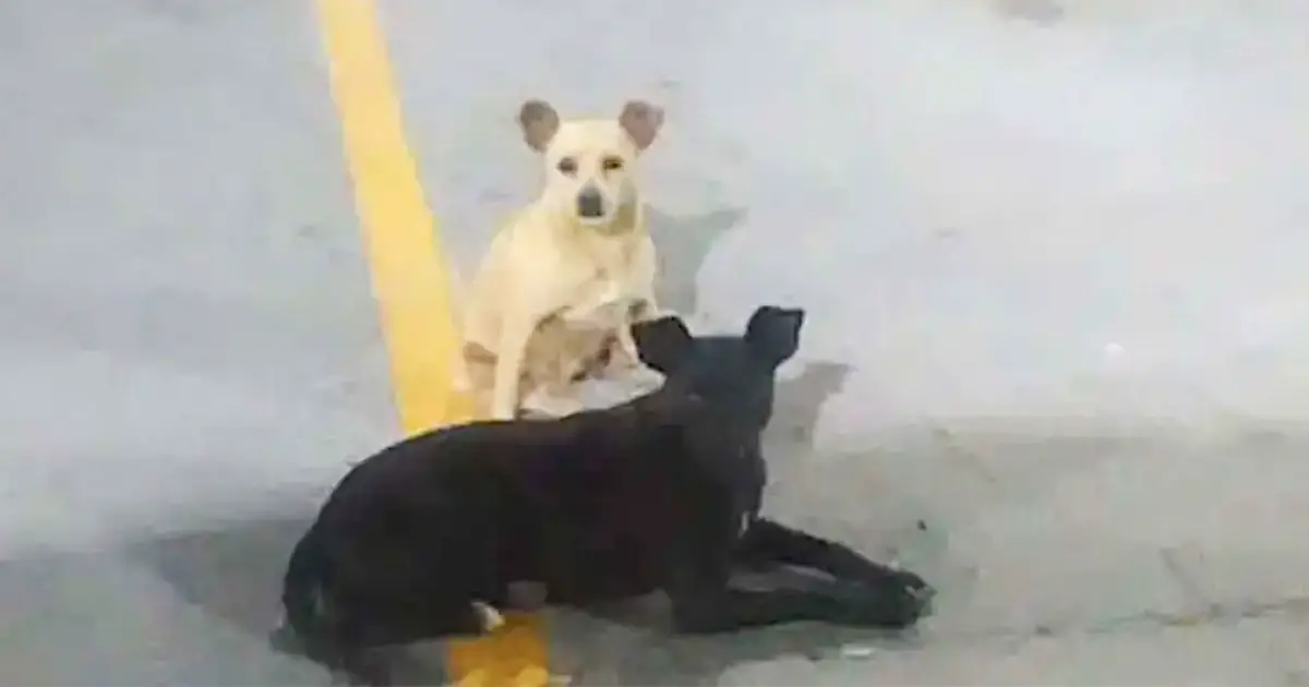 dogs-asking-for-help