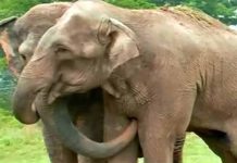 rescued-elephants-reunion