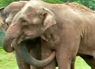 rescued-elephants-reunion