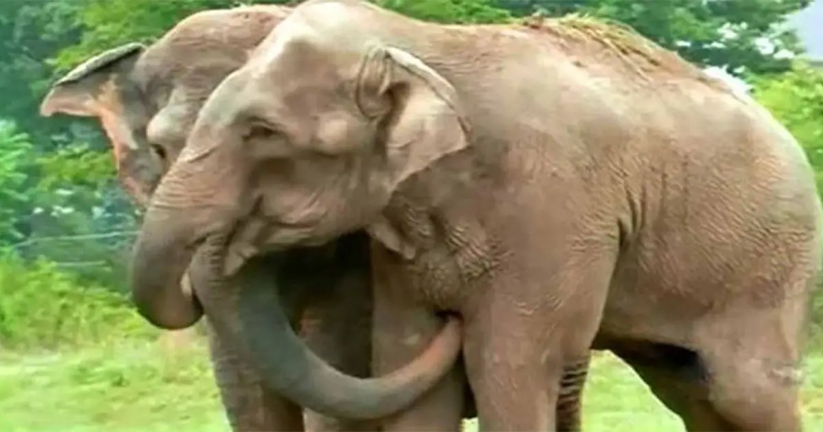 rescued-elephants-reunion