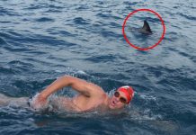 swimming-with-shark