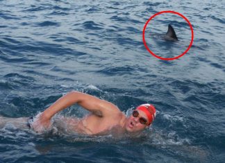 swimming-with-shark