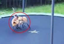 animals-on-trampoline