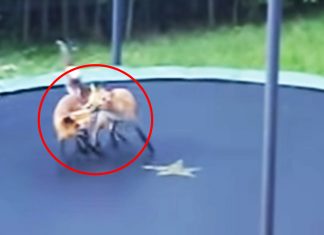 animals-on-trampoline