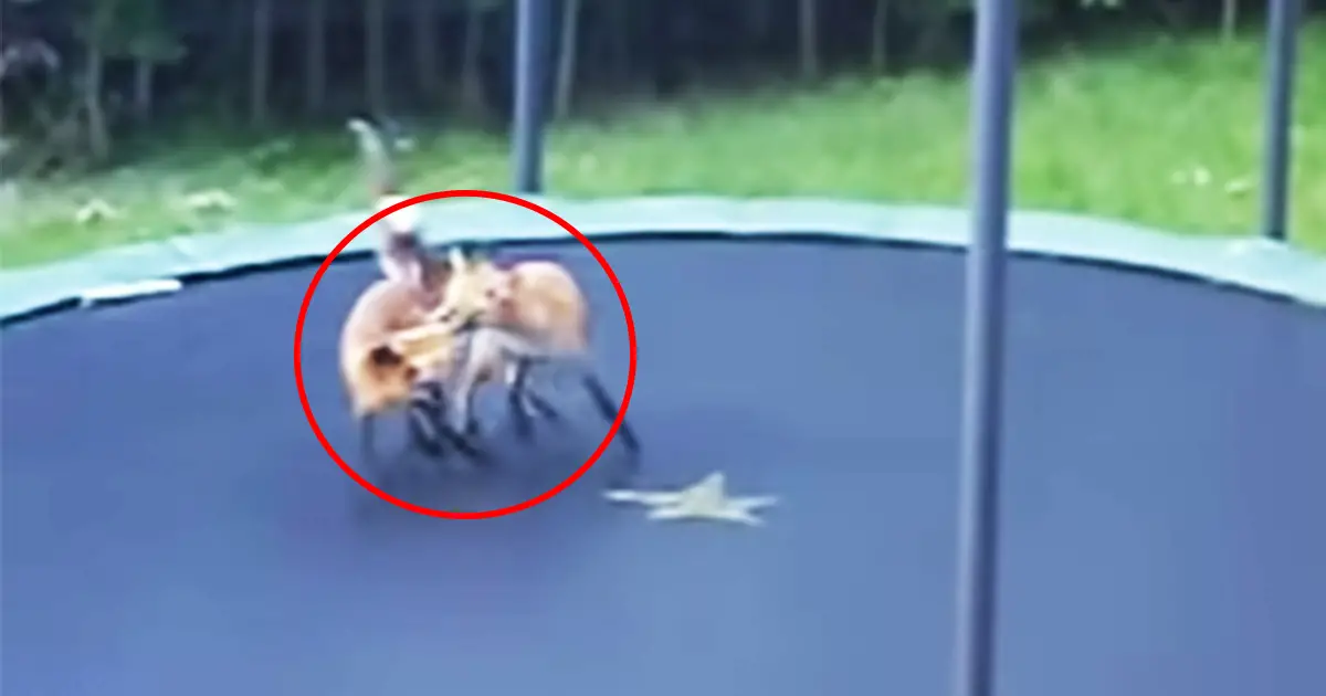 animals-on-trampoline