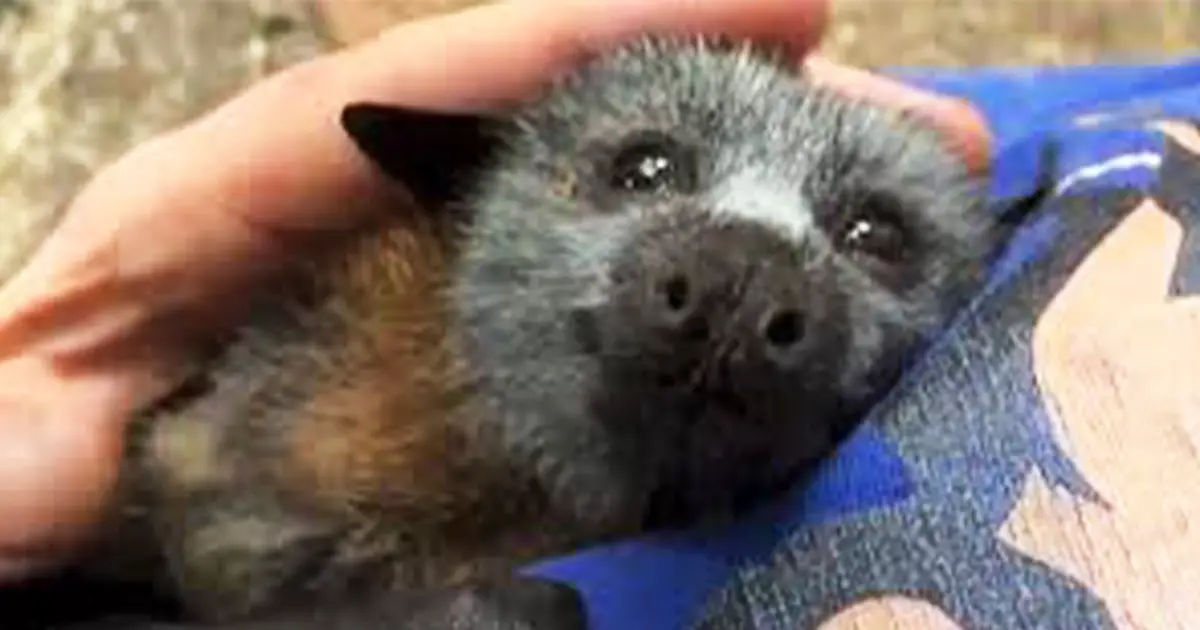 baby-bat-heart-melting-squeaks