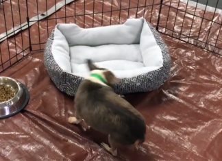 chihuahua-rescued-got-first-bed