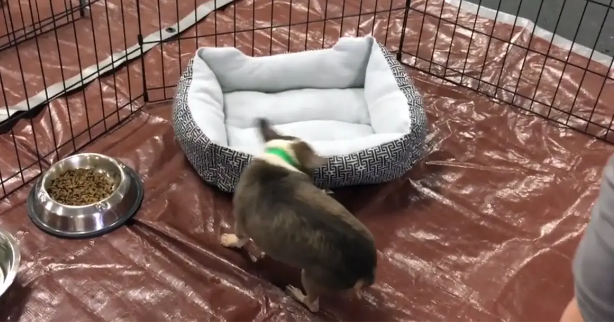 chihuahua-rescued-got-first-bed