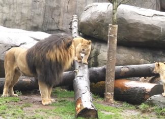 lion-cubs-meet-father